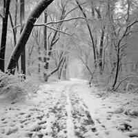 Winter Jahreszeit Wald Pfad Szene fotografieren foto