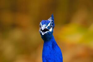 Zeuge das atemberaubend Schönheit von ein Pfau kompliziert Hals und beschwingt Gefieder. der Natur Kunstwerk beim es ist vom Feinsten. foto