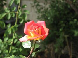 Single rot Gelb Rose im Garten im Prilep, Mazedonien foto