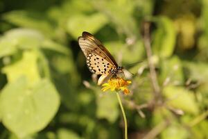 tropisch Schmetterling auf Pflanze foto