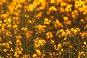 Raps Blumen beleuchtet durch Sonnenlicht. Ästhetik von Jahrgang Film. foto