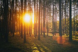 Sonnenstrahlen leuchten das Stämme von Kiefer Bäume beim Sonnenuntergang oder Sonnenaufgang im ein Herbst Kiefer Wald. Ästhetik von Jahrgang Film. foto