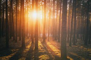 Sonnenstrahlen leuchten das Stämme von Kiefer Bäume beim Sonnenuntergang oder Sonnenaufgang im ein früh Winter Kiefer Wald. Ästhetik von Jahrgang Film. foto