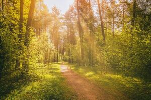 Sonnenstrahlen Streaming durch das Kiefer Bäume und leuchten das jung Laub auf das Gebüsch im das Kiefer Wald im Frühling. Jahrgang Film ästhetisch. foto