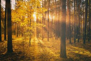 Sonnenstrahlen leuchten das Stämme von Kiefer Bäume beim Sonnenuntergang oder Sonnenaufgang im ein Herbst Kiefer Wald. Ästhetik von Jahrgang Film. foto