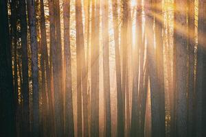 Sonnenstrahlen leuchten das Stämme von Kiefer Bäume beim Sonnenuntergang oder Sonnenaufgang im ein früh Winter Kiefer Wald. Ästhetik von Jahrgang Film. foto