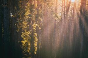 Sonnenstrahlen leuchten das Stämme von Kiefer Bäume beim Sonnenuntergang oder Sonnenaufgang im ein früh Winter Kiefer Wald. Ästhetik von Jahrgang Film. foto