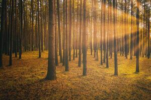 Sonnenstrahlen leuchten das Stämme von Kiefer Bäume beim Sonnenuntergang oder Sonnenaufgang im ein Herbst Kiefer Wald. Ästhetik von Jahrgang Film. foto