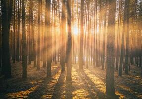 Sonnenstrahlen leuchten das Stämme von Kiefer Bäume beim Sonnenuntergang oder Sonnenaufgang im ein früh Winter Kiefer Wald. Ästhetik von Jahrgang Film. foto