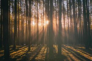 Sonnenstrahlen leuchten das Stämme von Kiefer Bäume beim Sonnenuntergang oder Sonnenaufgang im ein früh Winter Kiefer Wald. Ästhetik von Jahrgang Film. foto