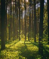 Sonnenuntergang oder Dämmerung im ein Kiefer Wald im Frühling oder früh Sommer. das Sonne unter das Stämme von Kiefern. Ästhetik von Jahrgang Film. foto