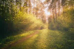 Sonnenstrahlen Streaming durch das Kiefer Bäume und leuchten das jung Laub auf das Gebüsch im das Kiefer Wald im Frühling. Jahrgang Film ästhetisch. foto