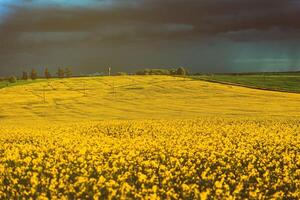 ein Annäherung Gewitter im ein blühen Raps Feld. Ästhetik von Jahrgang Film. foto