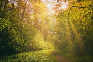 Sonnenstrahlen Streaming durch das Kiefer Bäume und leuchten das jung Laub auf das Gebüsch im das Kiefer Wald im Frühling. Jahrgang Film ästhetisch. foto