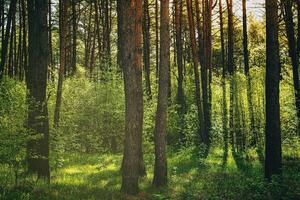 Sonnenuntergang oder Dämmerung im ein Kiefer Wald im Frühling oder früh Sommer. Ästhetik von Jahrgang Film. foto