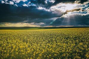 das Sonne brechen durch Sturm Wolken im ein blühen Raps Feld. Ästhetik von Jahrgang Film. foto