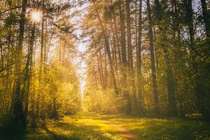 Sonnenstrahlen Streaming durch das Kiefer Bäume und leuchten das jung Laub auf das Gebüsch im das Kiefer Wald im Frühling. Jahrgang Film ästhetisch. foto