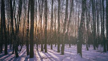 Sonnenuntergang oder Sonnenaufgang im ein Birke Hain mit Winter Schnee. Reihen von Birke Stämme mit das Sonne Strahlen. Jahrgang Kamera Film ästhetisch. foto