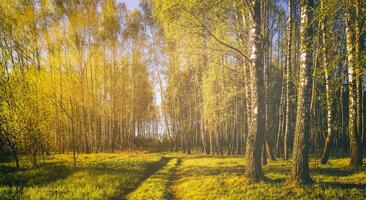 Sonnenuntergang oder Sonnenaufgang im ein Frühling Birke Wald mit hell jung Laub glühend im das Strahlen von das Sonne. Jahrgang Film ästhetisch. foto