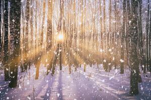 Sonnenuntergang oder Sonnenaufgang im ein Birke Hain mit ein fallen Schnee. Reihen von Birke Stämme mit das Sonne Strahlen. Schneefall. Jahrgang Kamera Film ästhetisch. foto