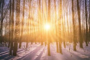 Sonnenuntergang oder Sonnenaufgang im ein Birke Hain mit Winter Schnee. Reihen von Birke Stämme mit das Sonne Strahlen. Jahrgang Kamera Film ästhetisch. foto