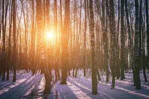 Sonnenuntergang oder Sonnenaufgang im ein Birke Hain mit Winter Schnee. Reihen von Birke Stämme mit das Sonne Strahlen. Jahrgang Kamera Film ästhetisch. foto