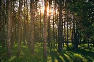 Sonnenuntergang oder Dämmerung im ein Kiefer Wald im Frühling oder früh Sommer. Ästhetik von Jahrgang Film. foto