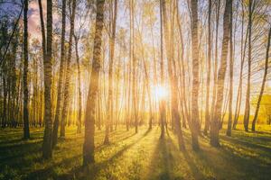 Sonnenuntergang oder Sonnenaufgang im ein Frühling Birke Wald mit hell jung Laub glühend im das Strahlen von das Sonne. Jahrgang Film ästhetisch. foto