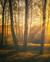 Sonnenuntergang oder Sonnenaufgang im ein Frühling Birke Wald mit hell jung Laub glühend im das Strahlen von das Sonne. Jahrgang Film ästhetisch. foto