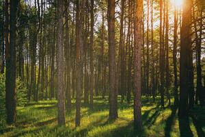 Sonnenuntergang oder Dämmerung im ein Kiefer Wald im Frühling oder früh Sommer. Ästhetik von Jahrgang Film. foto