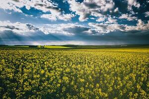 Sonnenstrahlen brechen durch das Wolken im ein Raps Feld. Ästhetik von Jahrgang Film. foto