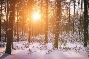 Sonnenuntergang oder Sonnenaufgang im das Winter Kiefer Wald bedeckt mit ein Schnee. Reihen von Kiefer Stämme mit das Sonne Strahlen. Jahrgang Film ästhetisch. foto