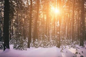 Sonnenuntergang oder Sonnenaufgang im das Winter Kiefer Wald bedeckt mit ein Schnee. Reihen von Kiefer Stämme mit das Sonne Strahlen. Jahrgang Film ästhetisch. foto