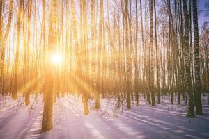 Sonnenuntergang oder Sonnenaufgang im ein Birke Hain mit Winter Schnee. Reihen von Birke Stämme mit das Sonne Strahlen. Jahrgang Kamera Film ästhetisch. foto