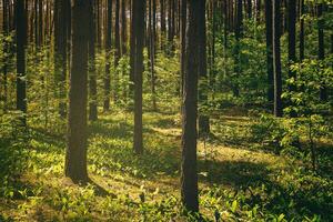 Sonnenuntergang oder Dämmerung im ein Kiefer Wald im Frühling oder früh Sommer. das Sonne unter das Stämme von Kiefern. Ästhetik von Jahrgang Film. foto