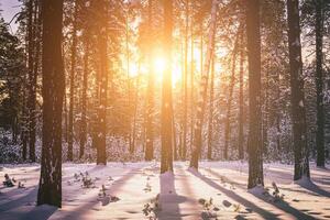 Sonnenuntergang oder Sonnenaufgang im das Winter Kiefer Wald bedeckt mit ein Schnee. Reihen von Kiefer Stämme mit das Sonne Strahlen. Jahrgang Film ästhetisch. foto