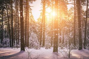 Sonnenuntergang oder Sonnenaufgang im das Winter Kiefer Wald bedeckt mit ein Schnee. Reihen von Kiefer Stämme mit das Sonne Strahlen. Jahrgang Film ästhetisch. foto