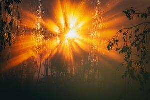 Sonnenaufgang mit Sonnenstrahlen Schneiden durch Bäume im Nebel im Herbst. Ästhetik von Jahrgang Film. foto