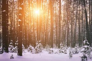 Sonnenuntergang oder Sonnenaufgang im das Winter Kiefer Wald bedeckt mit ein Schnee. Reihen von Kiefer Stämme mit das Sonne Strahlen. Jahrgang Film ästhetisch. foto