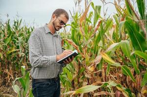 Agronom hält Tablette berühren Pad Computer im das Mais Feld und Prüfung Pflanzen Vor Ernte. Landwirtschaft Konzept. landwirtschaftlich Ingenieur Stehen im ein Mais Feld mit ein Tablette. foto