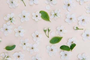 Frühling Natur Hintergrund mit schön blühen im Gelb Pastell- Farbe, oben Sicht, Banner. Frühling Konzept. foto