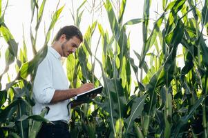 Agronom hält Tablette berühren Pad Computer im das Mais Feld und Prüfung Pflanzen Vor Ernte. Landwirtschaft Konzept. landwirtschaftlich Ingenieur Stehen im ein Mais Feld mit ein Tablette im Sommer. foto