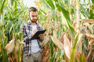 ein Mann inspiziert ein Mais Feld und sieht aus zum Schädlinge. erfolgreich Farmer und Agro Geschäft. foto