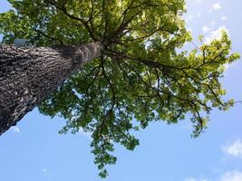 hoch Winkel Baum, hell Blau Himmel mit Wolken foto