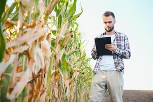 Yong gut aussehend Agronom im das Mais Feld und Prüfung Pflanzen Vor Ernte. Landwirtschaft Konzept. landwirtschaftlich Ingenieur Stehen im ein Mais Feld foto