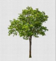 Baum auf transparent Hintergrund mit Ausschnitt Weg, Single Baum mit Ausschnitt Pfad und Alpha Kanal foto