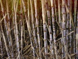 Zuckerrohrplantagen, die landwirtschaftliche tropische Pflanze in Thailand foto