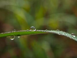 Tautropfen am Morgen auf Blatt foto