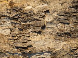 nahtlos Baum Rinde Hintergrund, braun kachelbar Textur foto