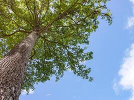 hoch Winkel Baum, hell Blau Himmel mit Wolken foto